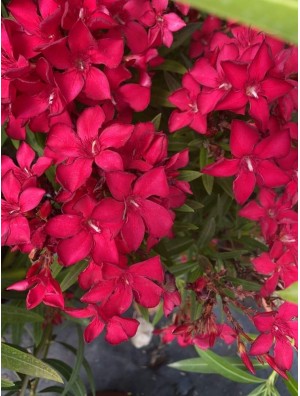 LAURIERS EN FLEURS (floraison précoce)
